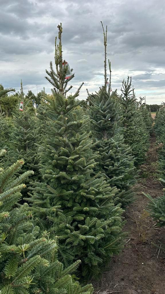 Kerstbomen, Fraseri, Nordmann, Omorika, Abies, Grote bomen, Tuin en Terras, Planten | Bomen, Overige soorten, Minder dan 100 cm