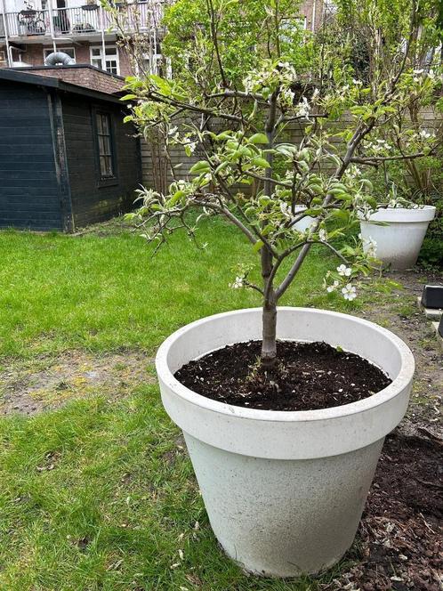 Perenboom en Appelboom, Tuin en Terras, Planten | Fruitbomen, Perenboom, Volle zon, Lente, In pot, Ophalen