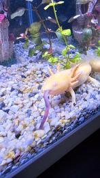 Axolotl, Dieren en Toebehoren, Vissen | Aquariumvissen, Vis