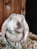 Franse hangoor Ram Havanna Japanner BO, Dieren en Toebehoren, Mannelijk, Groot, Hangoor, 0 tot 2 jaar