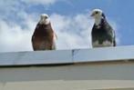 Sierduiven......................., Meerdere dieren, Kip