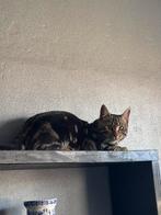 Half bengaalse katten, Dieren en Toebehoren, Katten en Kittens | Raskatten | Korthaar, Meerdere dieren, Ontwormd, 0 tot 2 jaar