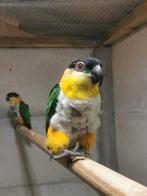 Koppel zwartkopcaiques 17 jaar, Dieren en Toebehoren, Meerdere dieren, Papegaai, Geringd