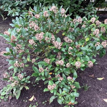 Skimmia  beschikbaar voor biedingen