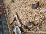 Chinese dwergkwartels, Dieren en Toebehoren, Vogels | Overige Vogels, Meerdere dieren