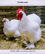 Ik zoek Cochin groothoender broedeiren, Dieren en Toebehoren, Kip