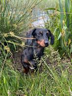 Teckel dekreu Merle, Dieren en Toebehoren, Particulier, Rabiës (hondsdolheid), 3 tot 5 jaar, Reu