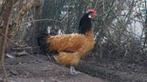broedeieren van Vorwerk kippen, Dieren en Toebehoren, Pluimvee, Geslacht onbekend, Kip