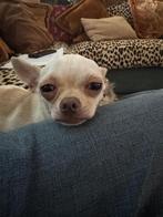 Lieve Chihuahua, Dieren en Toebehoren, Rabiës (hondsdolheid), Reu, 1 tot 2 jaar, Eén hond