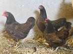 Barnevelder kriel hen, Dieren en Toebehoren, Vrouwelijk, Kip