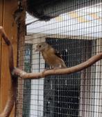 Kapoetsensijsen, Dieren en Toebehoren, Vogels | Overige Vogels, Meerdere dieren, Tropenvogel