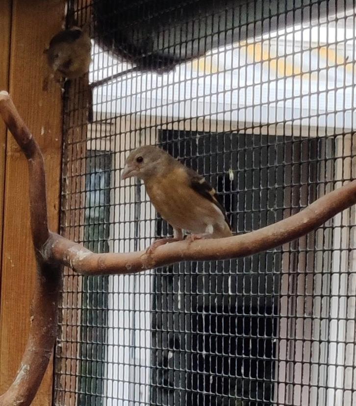 Kapoetsensijsen, Dieren en Toebehoren, Vogels | Overige Vogels, Tropenvogel, Meerdere dieren
