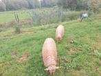 Racka lammeren te koop, Dieren en Toebehoren, Schapen, Geiten en Varkens, Meerdere dieren, Schaap