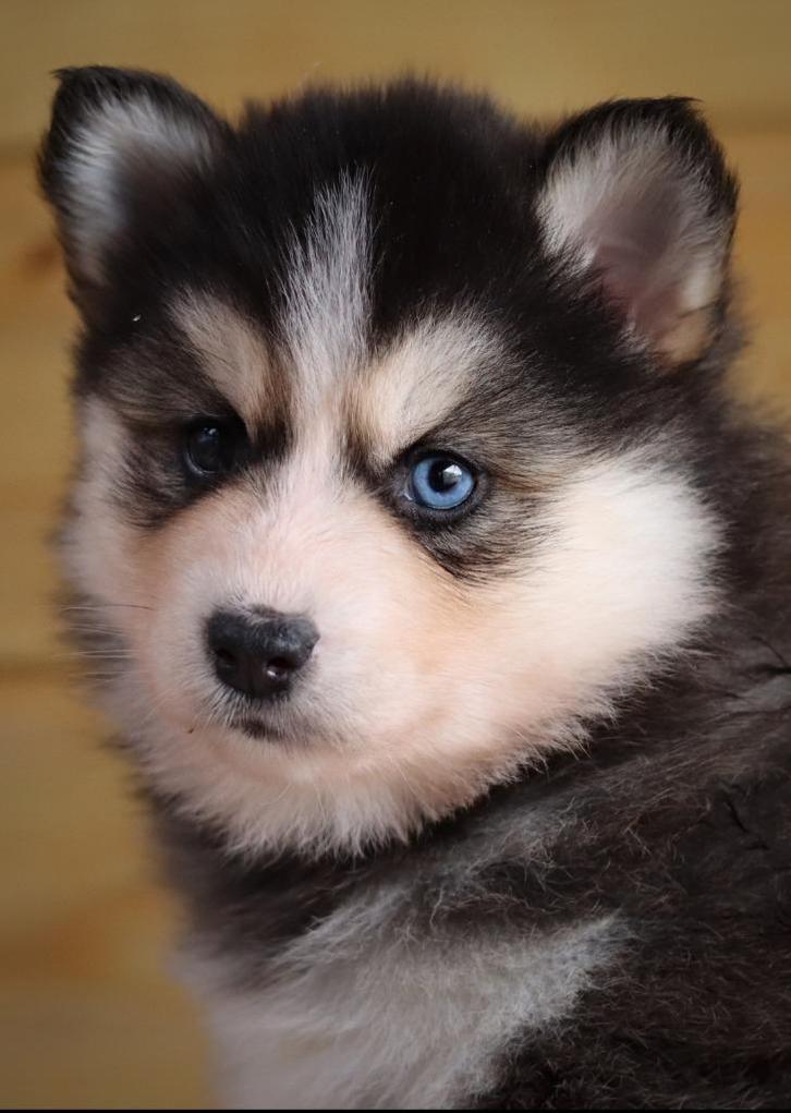 Mooie pomsky pups, Dieren en Toebehoren, Honden | Poolhonden, Keeshonden en Oertypen, Meerdere dieren, Overige rassen, Fokker | Hobbymatig