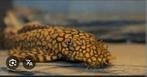 Volwassen mannen ancistrus wabenmuster, Dieren en Toebehoren, Vis, Zoetwatervis