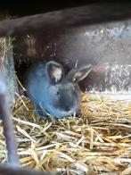 Konijn wener blauw te koop van dit jaar, Dieren en Toebehoren, Konijnen, Meerdere dieren, Middelgroot, 0 tot 2 jaar