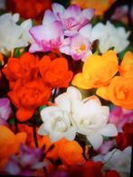 Freesia dubbel gemengd maat 5/6, Tuin en Terras, Bloembollen en Zaden, Ophalen of Verzenden, Voorjaar, Volle zon, Bloembol