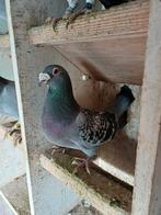 Kras doffer 2015, Mannelijk, Postduif