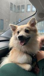 Hond te koop LEES BESCHRIJVING, Dieren en Toebehoren, Reu, 1 tot 2 jaar, Eén hond, Nederland