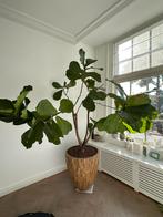 Ficus Lyrata plant met Pot, Ophalen, Ficus, 200 cm of meer, Halfschaduw
