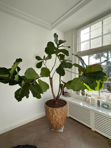 Ficus Lyrata plant met Pot beschikbaar voor biedingen