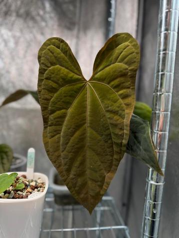 Anthurium Papi Red Sinus/ Red Vein X Papi Daniel Stek beschikbaar voor biedingen