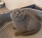 Britse korthaar Scottisch kittens, Meerdere dieren, 0 tot 2 jaar, Ontwormd