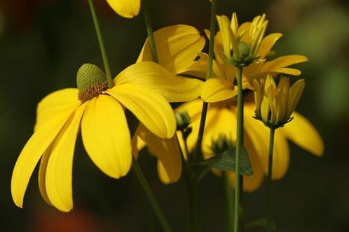 Bio zaden Zonnehoed Herbstsonne - Rudbeckia nitida, Tuin en Terras, Bloembollen en Zaden, Zaad, Voorjaar, Volle zon, Verzenden