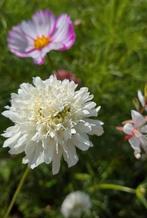 Zaden scabiosa grootbloemig, lange steel, wit,roze,paars, Tuin en Terras, Ophalen of Verzenden, Volle zon