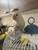 Dwergpapegaai Agapornis, Dieren en Toebehoren, Vogels | Parkieten en Papegaaien, Geslacht onbekend, Dwergpapegaai of Agapornis