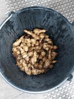 Aardperen, Ophalen of Verzenden