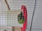 Catharina parkieten, Dieren en Toebehoren, Meerdere dieren, Parkiet, Geringd