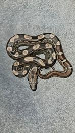 0.0.1 Boa imperator(BCI), Moltey(pos het kahl) 04-24, Dieren en Toebehoren, Reptielen en Amfibieën, Slang, 0 tot 2 jaar, Tam