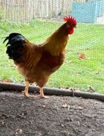 Sier haan te koop, Dieren en Toebehoren, Pluimvee, Mannelijk, Kip