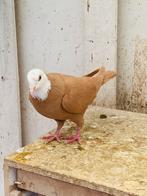 Afghans duif te koop, Dieren en Toebehoren, Vogels | Duiven, Vrouwelijk, Kropper