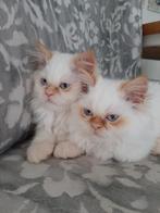 Perzische colourpoint katertje. Pers Perzisch kitten, Dieren en Toebehoren, Katten en Kittens | Raskatten | Langhaar, Kater, Gechipt