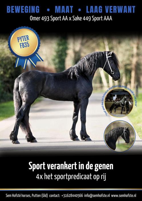 Pyter FB35 Laag verwant & Veel kwaliteit., Dieren en Toebehoren, Paarden en Pony's | Dekhengsten en Fokmerries, Hengst