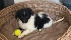 Hele mooie BORDER COLLIE x FRIESE STABIJ pup - reutje, Parvo, Nederland, Reu, 8 tot 15 weken