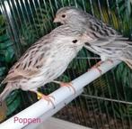 2 hele mooie Kanarie poppen 2025, Dieren en Toebehoren, Vogels | Kanaries, Vrouwelijk, Kleurkanarie