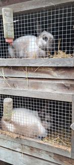 Sallander konijnen, Dieren en Toebehoren, Konijnen