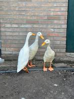 3 witte Indische loopeenden (woerden), Dieren en Toebehoren, Mannelijk, Eend