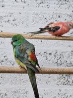 Roodrug parkiet man, Dieren en Toebehoren, Vogels | Parkieten en Papegaaien