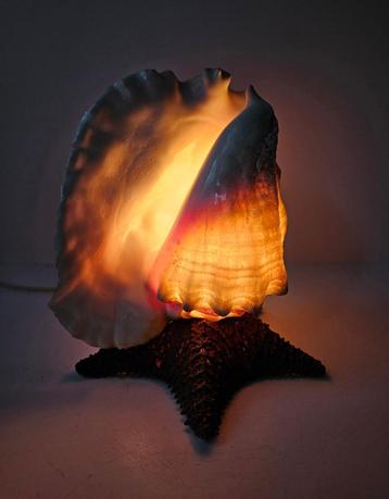 Schelp / Zeester lamp beschikbaar voor biedingen