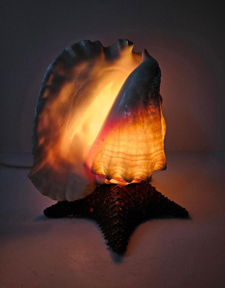 Schelp / Zeester lamp, Antiek en Kunst, Curiosa en Brocante, Ophalen of Verzenden