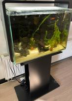 Aquarium home 80 + standaard + accesiores te koop, Ophalen, Zo goed als nieuw, Leeg aquarium