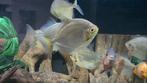 Silver dollar Red Hook (Myloplus rubripinnis), Dieren en Toebehoren, Vissen | Aquariumvissen, Vis, Zoetwatervis, Schoolvis