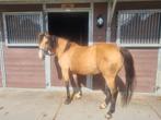 Leuke lieve C/ D pony, Dieren en Toebehoren, Merrie, A pony (tot 1.17m)