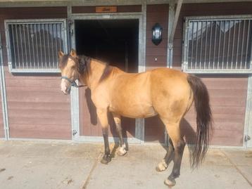 Leuke lieve C/ D pony beschikbaar voor biedingen