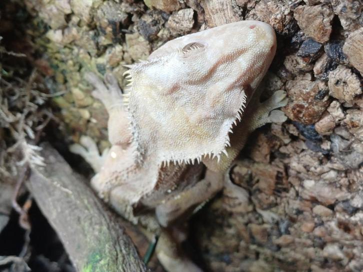 Tekoop mooi wimper gekko man