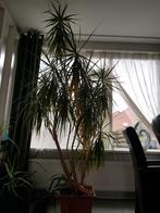 Mega  Dracaena marginata plant, Huis en Inrichting, Kamerplanten, Ophalen, Overige soorten, Minder dan 100 cm